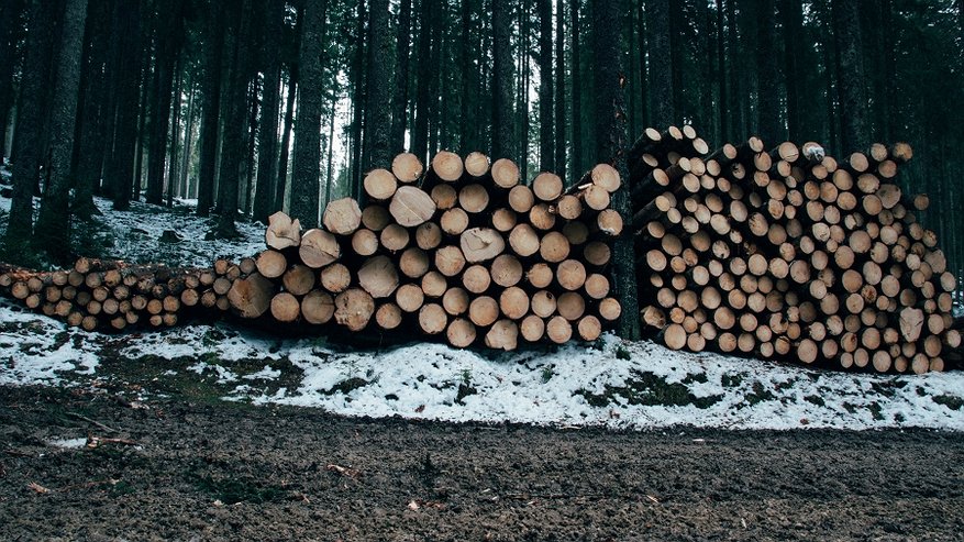 В Костроме задержали преступников, занимавшихся незаконной заготовкой древесины