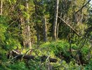 Природоохранная прокуратура ждет сообщений о непорядке в лесах