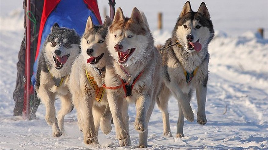 Костромские школьники отправятся в путешествие на собачьих упряжках