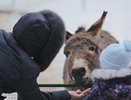 Новый год в Костромском зоопарке