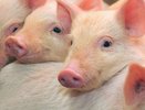 Импортную свинину на прилавках магазинов заменит костромская