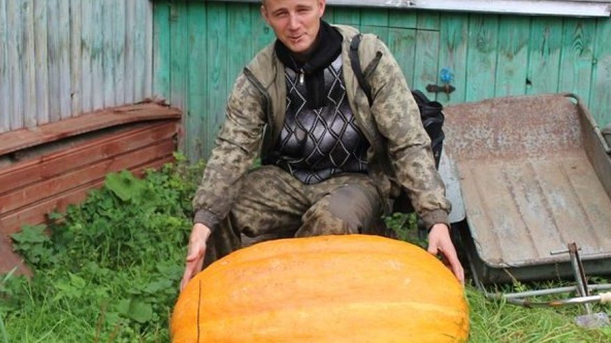 В Антроповском районе воры не смогли утащить тыкву-гиганта в 47 кг