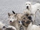 Бастрыкин взял под контроль ситуацию с нападениями собак в костромской глубинке