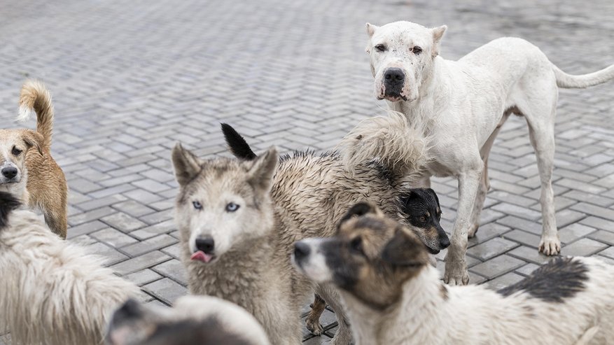 Бастрыкин взял под контроль ситуацию с нападениями собак в костромской глубинке