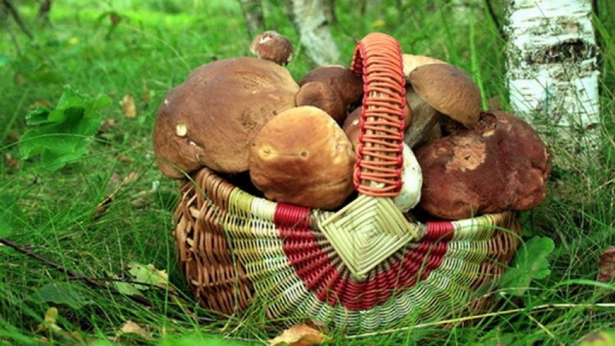 Заблудившийся грибник провёл в лесах Костромского района почти трое суток