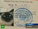 Усатый "студент" Василий стал героем сюжета телеканала "НТВ"