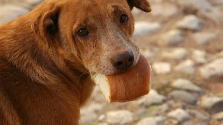 В Галиче объявили охоту на бродячих собак