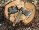 «Черные» лесорубы навалили леса почти на 3 млн рублей