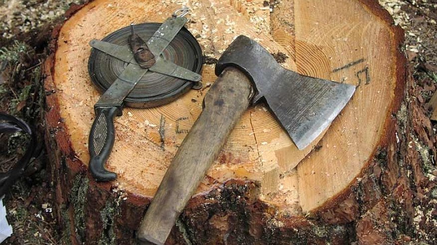 «Черные» лесорубы навалили леса почти на 3 млн рублей