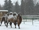 Семья 600-килограммовых верблюдов, поселившаяся в зоопарке, уже ждёт малыша