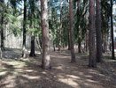 В Костромской области из-за опасного жука сожгли груз с древесиной