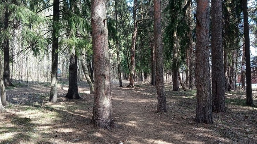 В Костромской области из-за опасного жука сожгли груз с древесиной