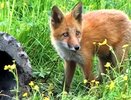 В Сусанинском районе бешеная лиса пробралась во двор к жительнице деревни