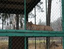 На газификацию костромского зоопарка потратят более 700 тысяч рублей