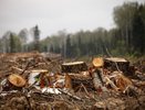Лесоруба из Островского оштрафовали на 300 тыс. рублей
