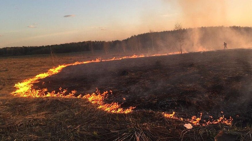 В Костромской области произошло уже 67 палов травы