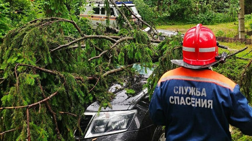 Под Костромой упавшее дерево раздавило машину