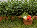 Садоводы в восторге: с новым популярным удобрением от урожая отбоя нет