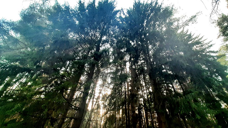 В костромских лесах второй день ищут пропавшую девушку