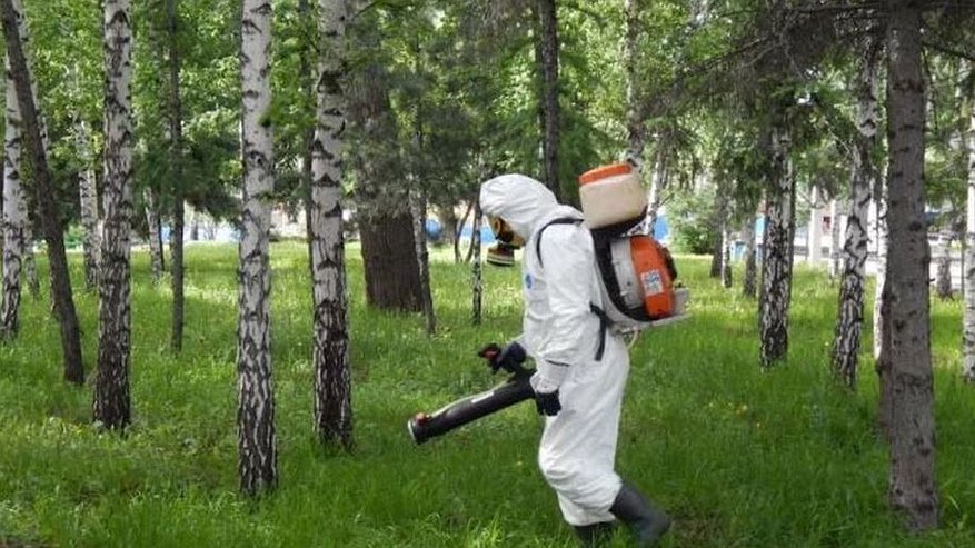 Главная картинка новости: На кладбищах Костромы до 16 августа проводится обработка от клещей