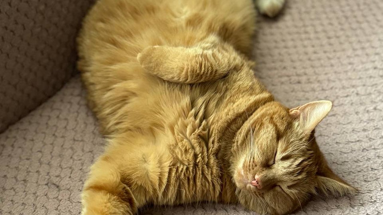 Главная картинка новости: Что будет со здоровьем, если спать слишком много?