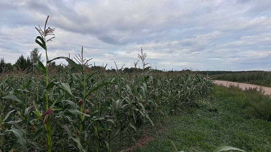 Главная картинка новости: В Красносельском районе нашли ядовитое растение, которое может навредить людям и животным