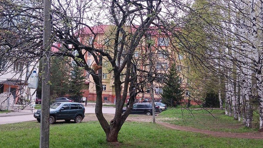 Главная картинка новости: В Костромской области высадят более 120 тысяч деревьев