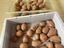 Положите эти 2 листочка в ящик: свежая картошка сохранится в погребе до весны и нет запаха