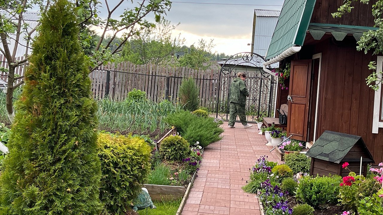 Главная картинка новости: Посадил у выгребной ямы — и откачка больше не нужна: работает как насос — не растение, а ассенизатор какой-то