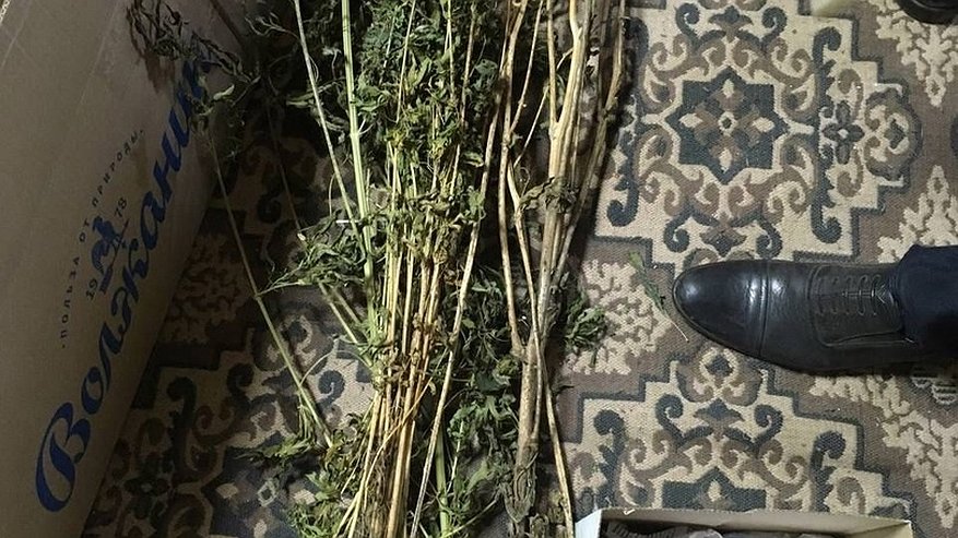 Главная картинка новости: Костромичу вновь грозит лишение свободы за хранение марихуаны на даче
