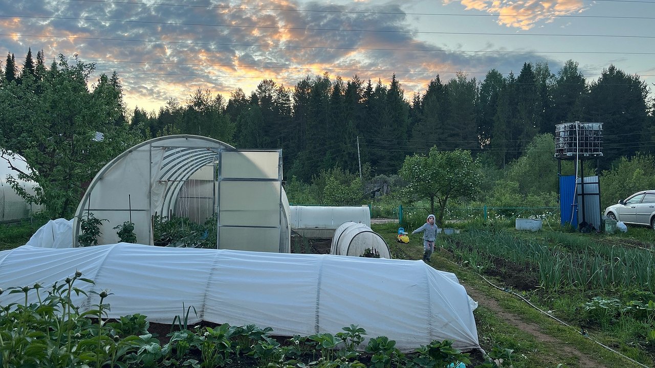 Главная картинка новости: В октябре рассыпьте по земле в теплице: летом соберете рекордный урожай огурцов - совет опытных агрономов