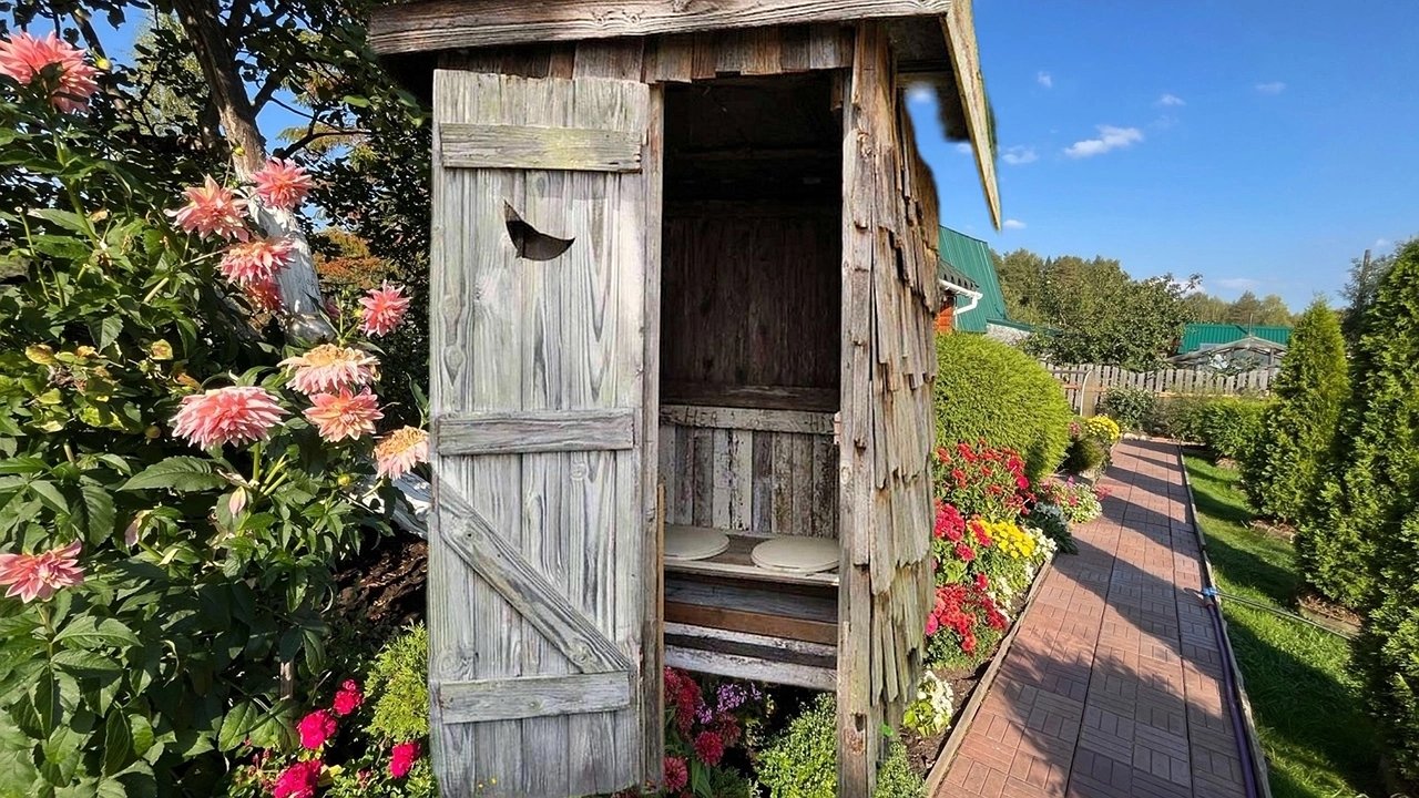 Главная картинка новости: Выгребную яму теперь не откачиваю никогда: это растение высасывает до 400 литров в день