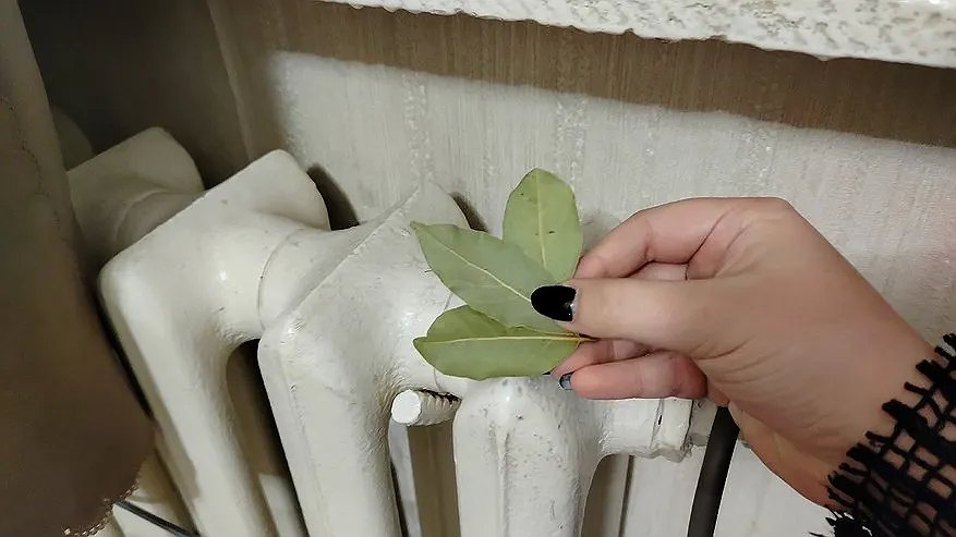 Главная картинка новости: С первыми заморозками кладу лавровый лист на батарею и не знаю страха: разницу замечает вся семья, особенно муж