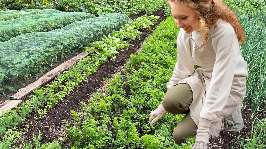 Главная картинка новости: Присыпаю осенью вокруг кустов, хватает на зиму: клубника весной растет как на дрожжах после подкормки