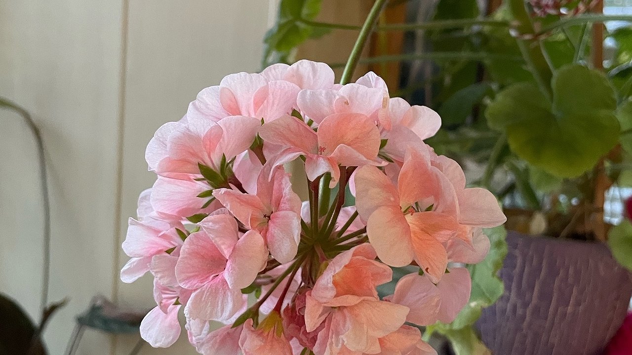 Главная картинка новости: Втыкаю булавку – и герань поражает буйным цветением: не шаманский ритуал, а чистая польза