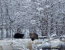 Такой зимы не было почти четверть века: синоптики дали прогноз — готовьтесь к жестким морозам