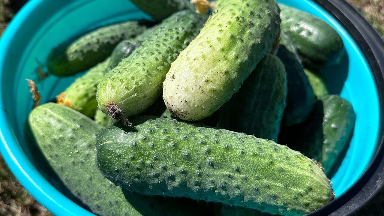 Главная картинка новости: Огородники скупают семена пачками: этот сорт огурцов устойчив к болезням и дает много урожая
