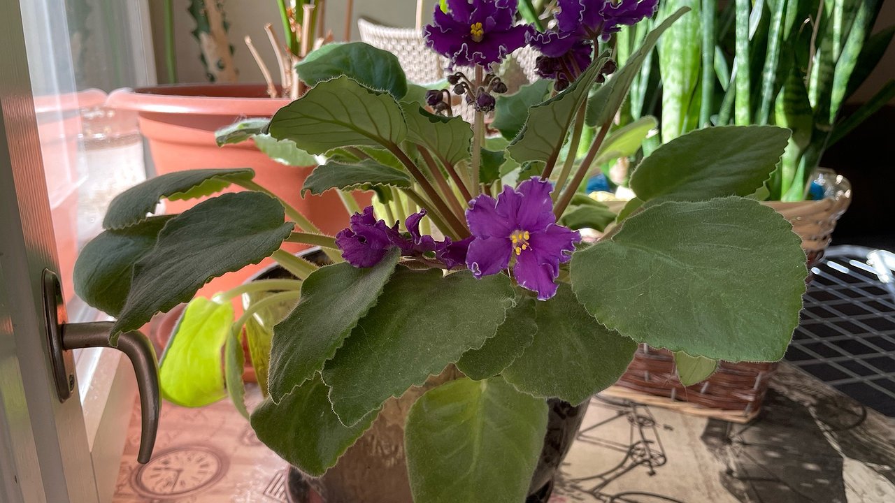 Главная картинка новости: Фиалки цветут всю зиму: вот какая дармовая подкормка вернет здоровье даже чахлому растению