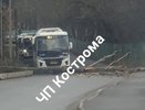 В Костроме упавшее дерево преградило дорогу автобусу