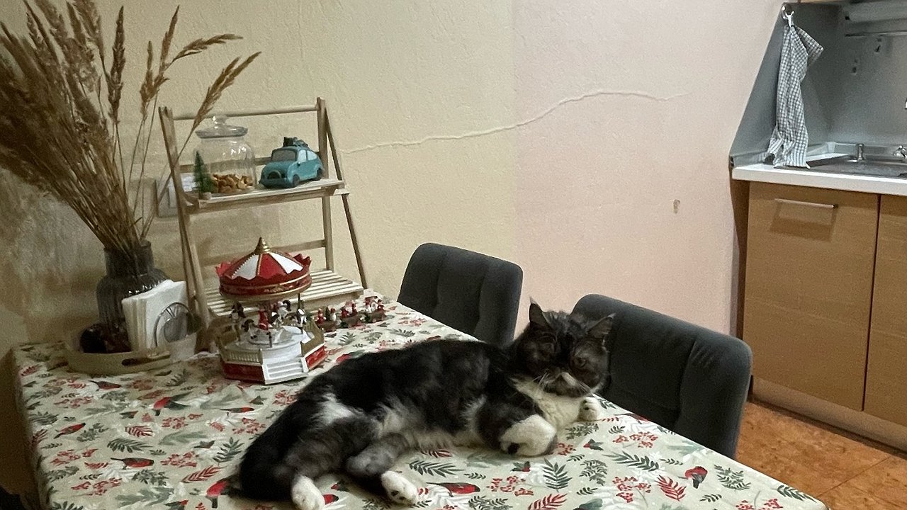 Главная картинка новости: Как избавиться от запаха кошачьей мочи в сапогах: выкидывать не придется – эффективный способ