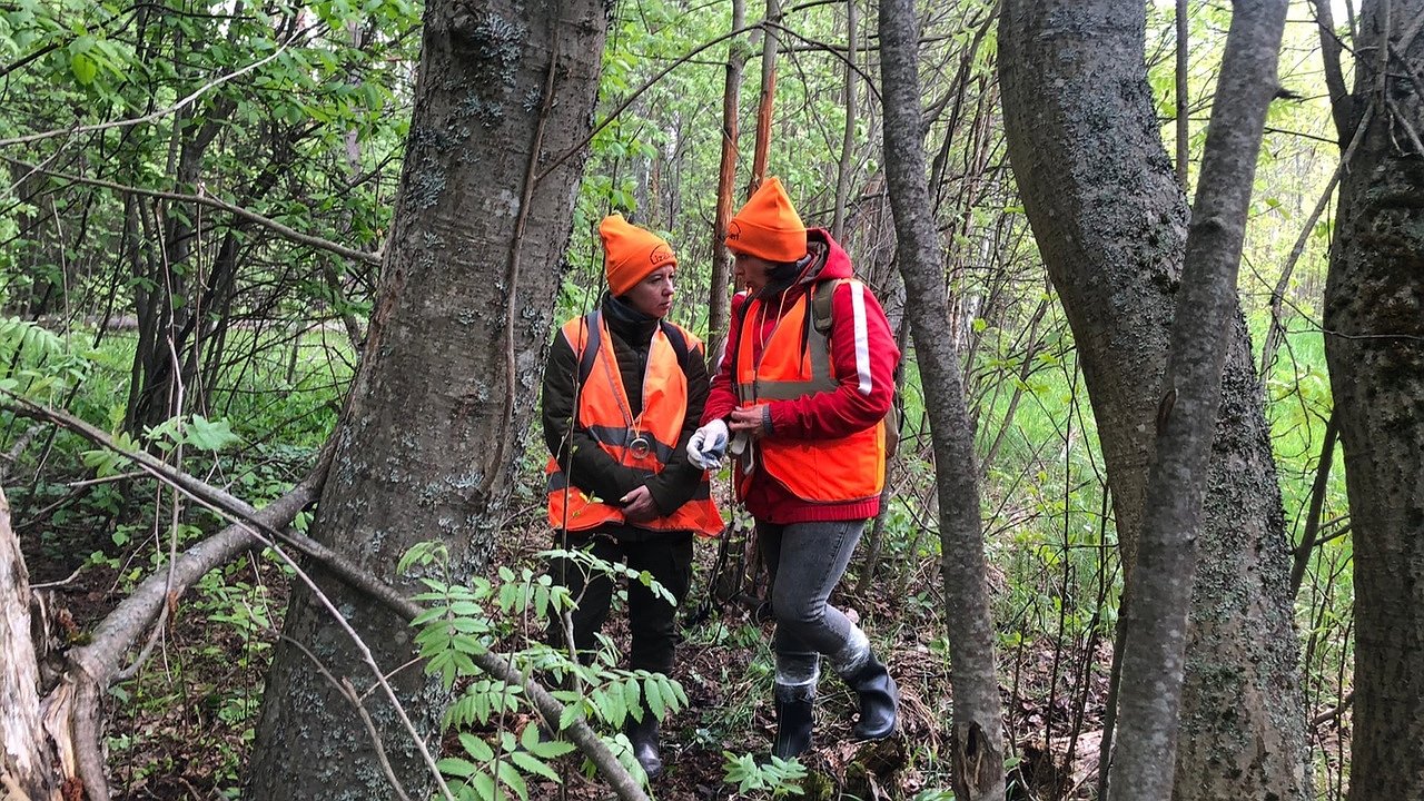 Главная картинка новости: В Костромской области ищут мужчину, который ушел в лес два дня назад