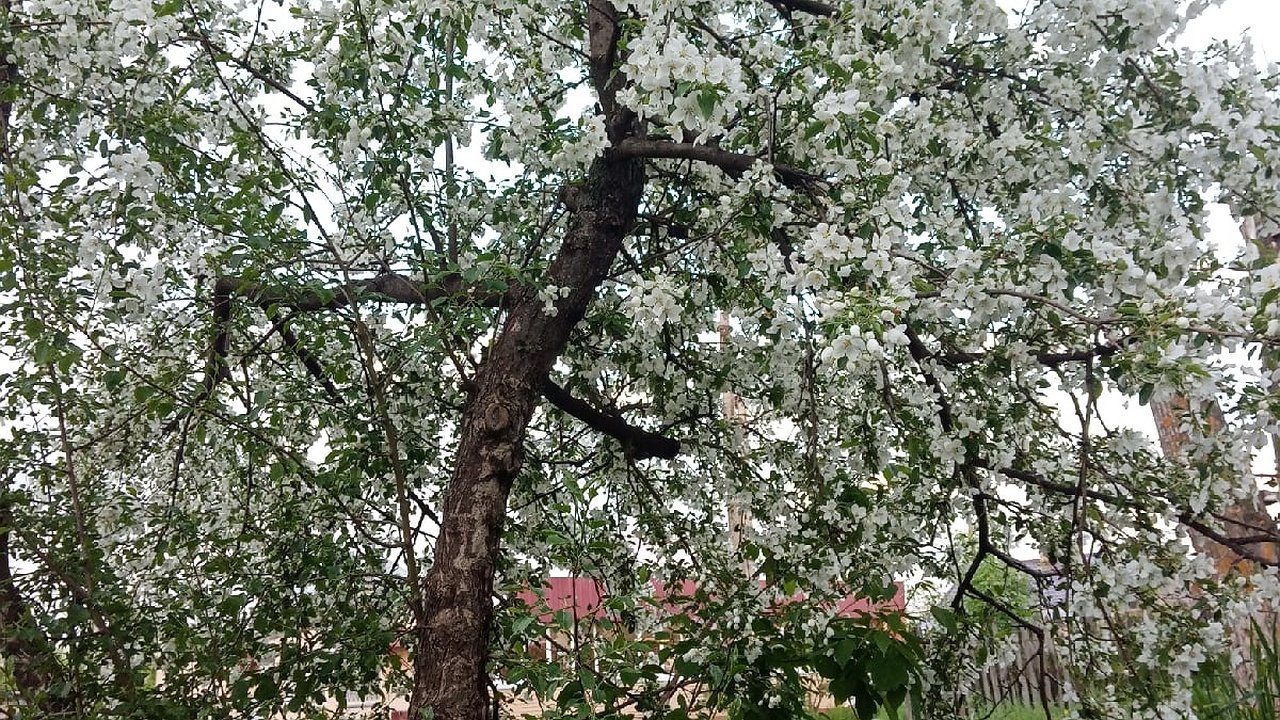Главная картинка новости: Не беда, если не успели покрасить деревья с осени: вот что нужно сделать сейчас