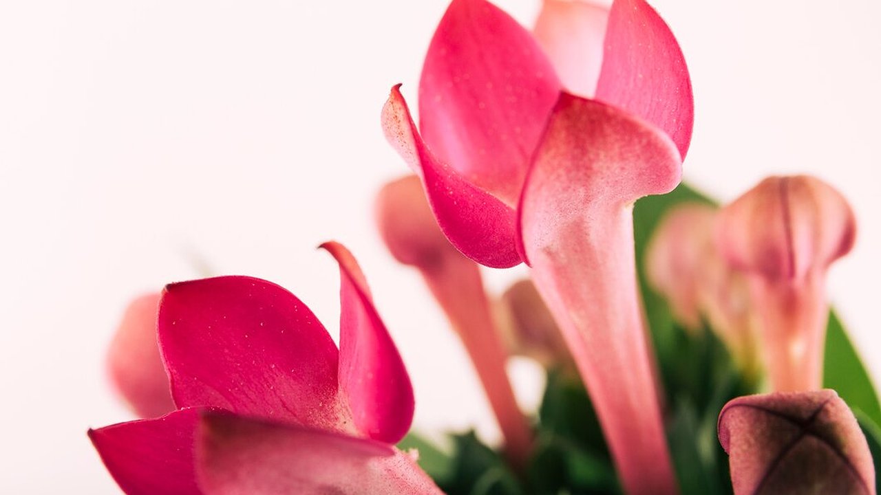 Главная картинка новости: 1 ложка в горшок – и декабрист завалит цветами: бутонизация вовек не прекратится