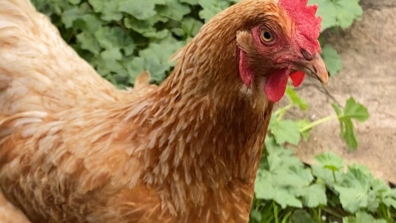 Главная картинка новости: 3 натуральные подкормки для кур – нестись будут даже зимой: яйценоскость увеличится в 2 раза