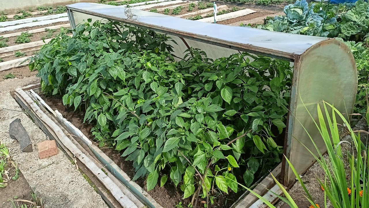 Главная картинка новости: Замучаетесь перерабатывать: этот сорт перца дает тонну урожая – огороднику скупают семена пачками