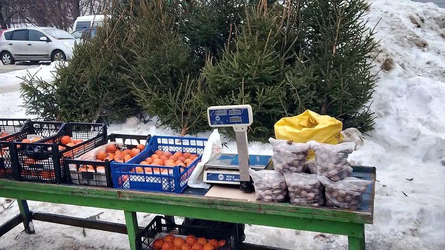 Главная картинка новости: Две точки продажи нелегальных елок были обнаружены в Костроме