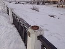 В Костроме в центре города пропали три мазайских зайца
