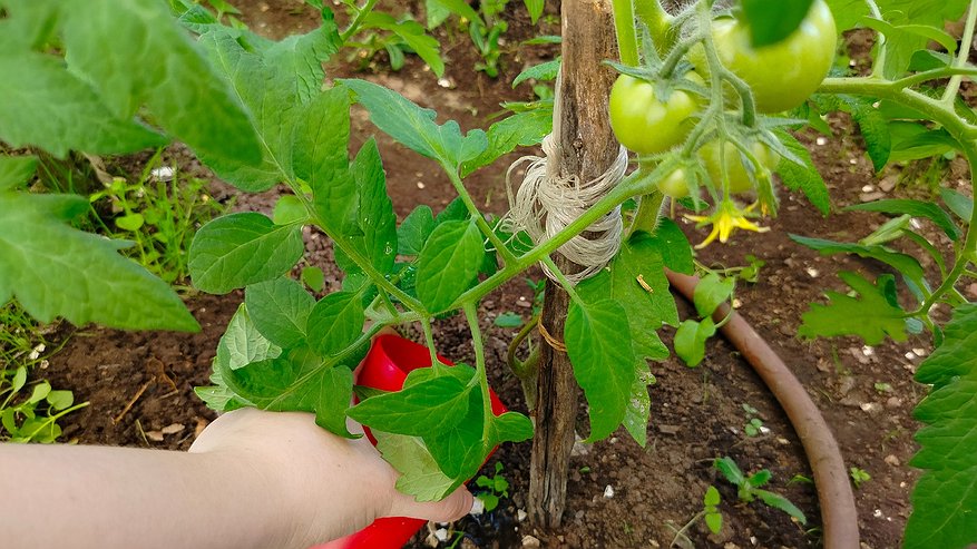 Главная картинка новости: Будет не грядка, а стена из мясистых помидоров: низкорослый томат ломится от плодов — урожай выдает сразу тачками