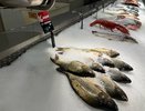 Названа самая полезная рыба - ешьте дважды в неделю: богата селеном, фосфором и хороша на вкус