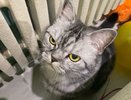 Пушистые прорицатели: запомните сигналы, которые подают кошки перед приходом большой беды в дом